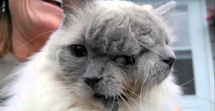 Gato con dos caras (YouTube)