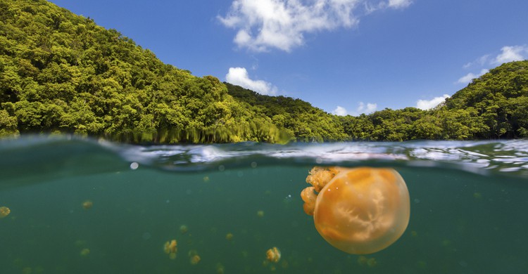 Medusa en el lago de Palaos (shalamov, iStock)