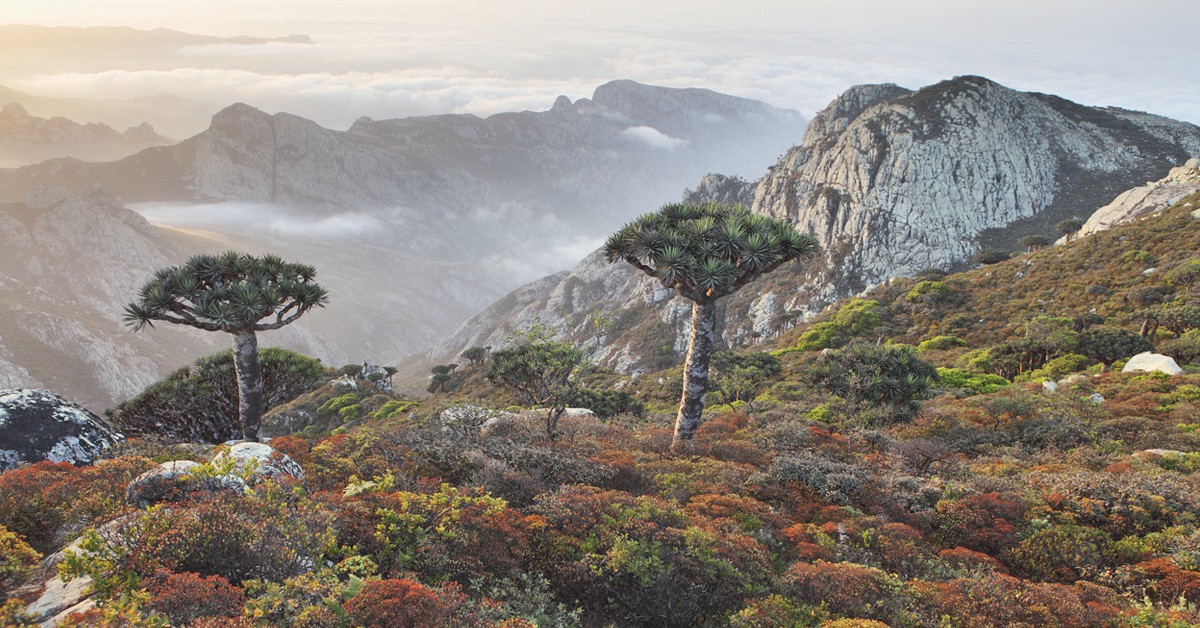 Árboles dragón de Socotra (zanskar, iStock)