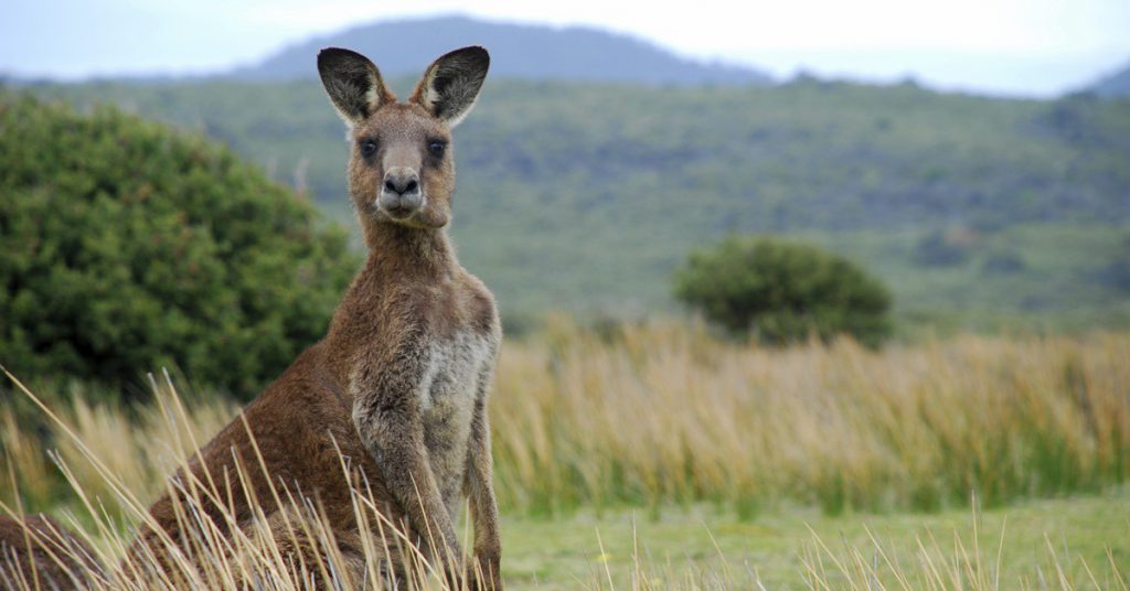 Sigue leyendo 5 mentiras que todos nos hemos creído sobre Australia