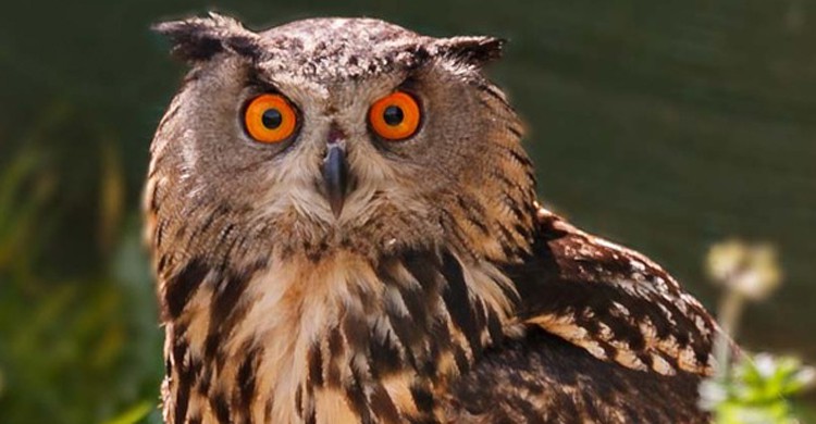 El búho real es una de las especies que habitan en El Hosquillo (parqueelhosquillo.com)