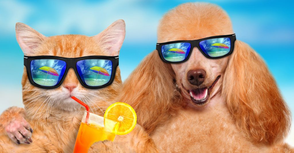 Sigue leyendo 6 destinos en España para amantes de los animales