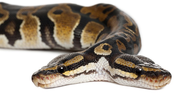 Serpiente de dos cabezas (iStock)