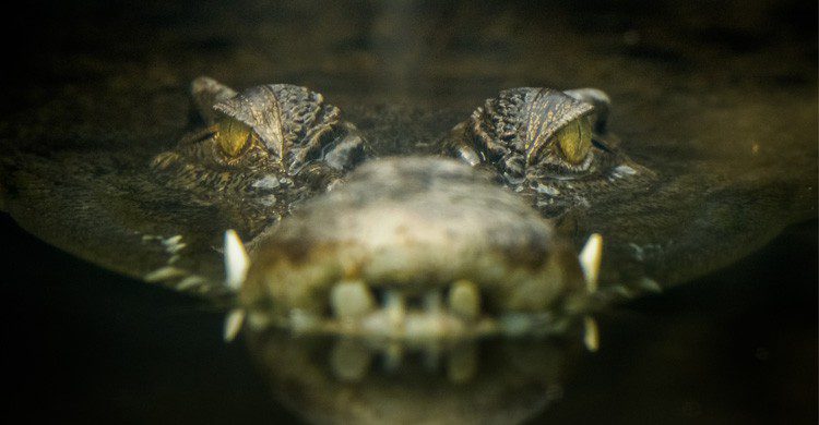 imagen cocodrilos en el pantano