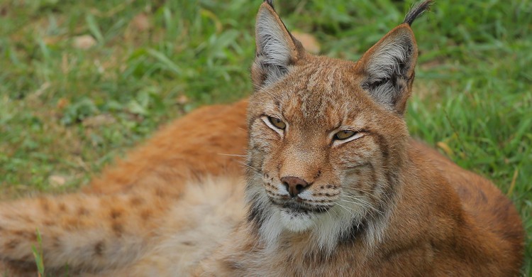 En el Parque de la Naturaleza de Cabárceno habitan especies protegidas como los linces (iStock)