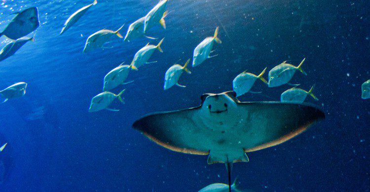 El Oceanogràfic, una visita imprescindible en Valencia (iStock)