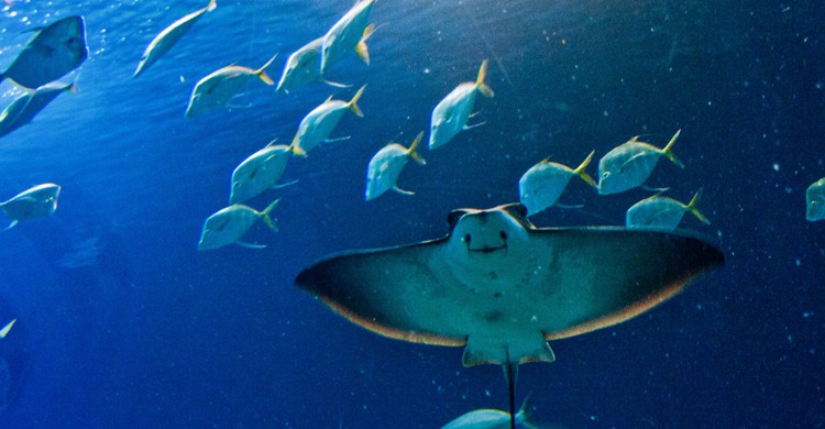 El Oceanogràfic, una visita imprescindible en Valencia (iStock)