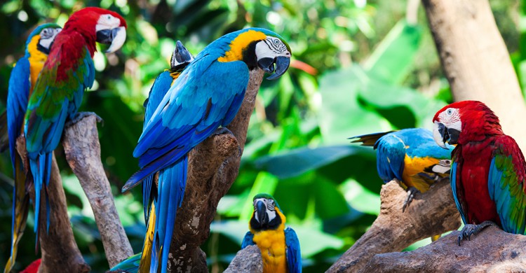Los papagayos, protagonistas del Loro Parque (iStock)