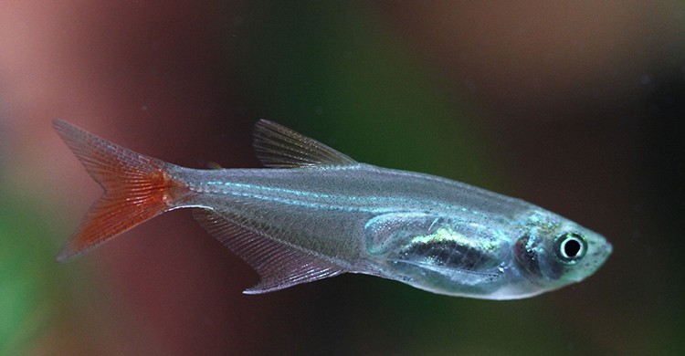 Pez transparente (Pixabay)