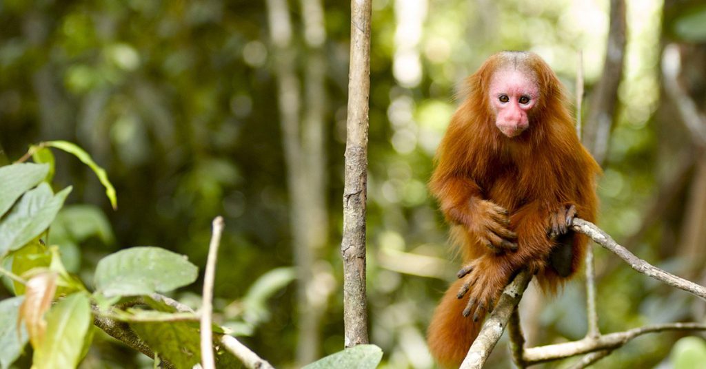 Foto de un mono en la selva amazónica