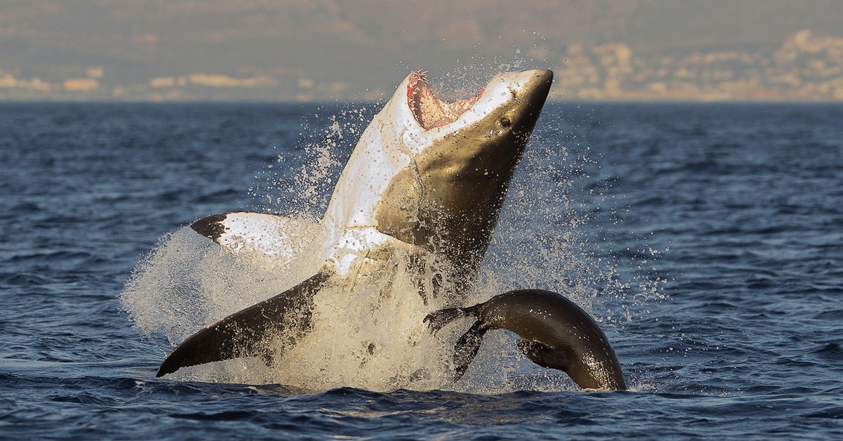 Gansbaai, Sudáfrica