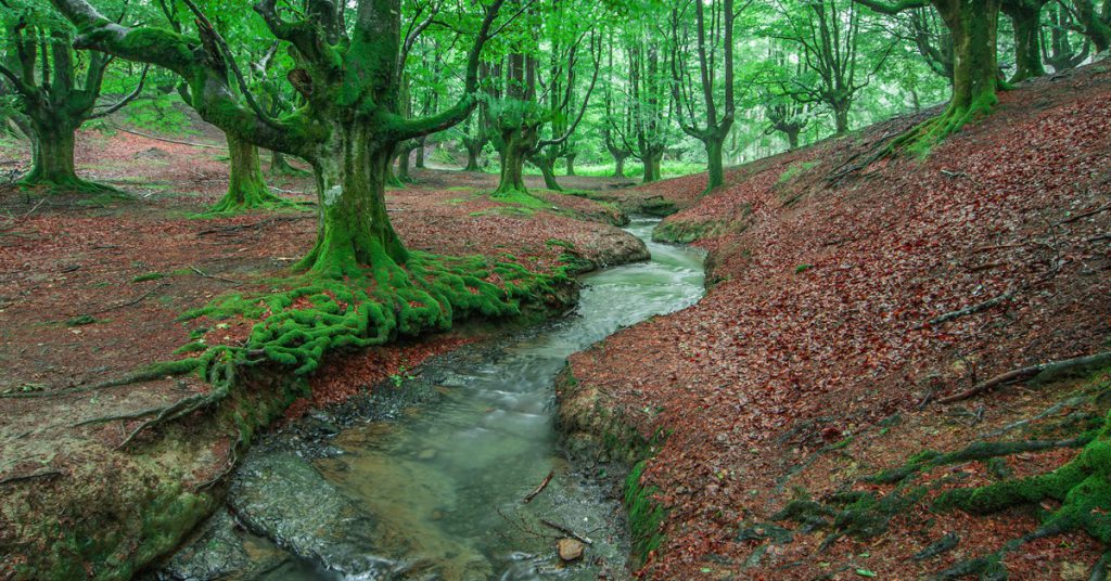 Sigue leyendo Hayedo de Otzarreta: conoce el bosque encantado del País Vasco