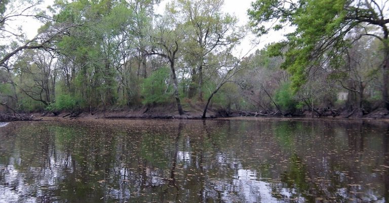 Pantano Manchac, Estados Unidos