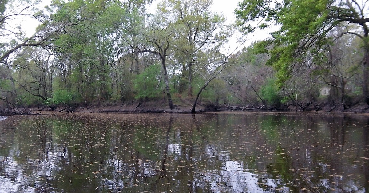 Pantano Manchac, Estados Unidos