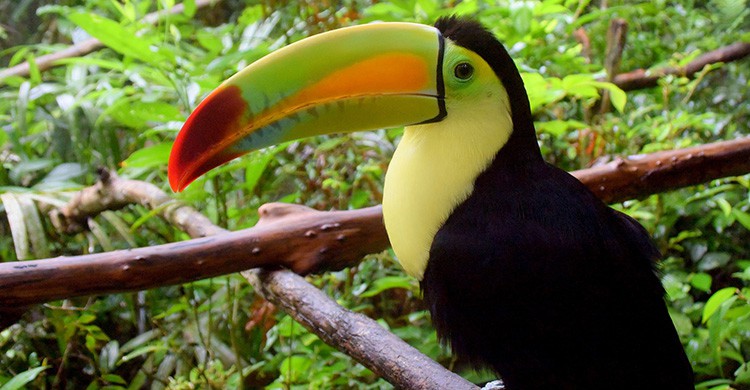 Tucán en medo de la naturaleza en Belice