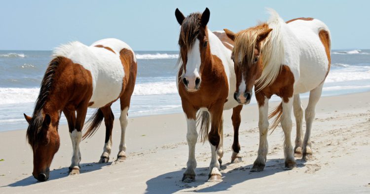 caballos salvajes en Virginia