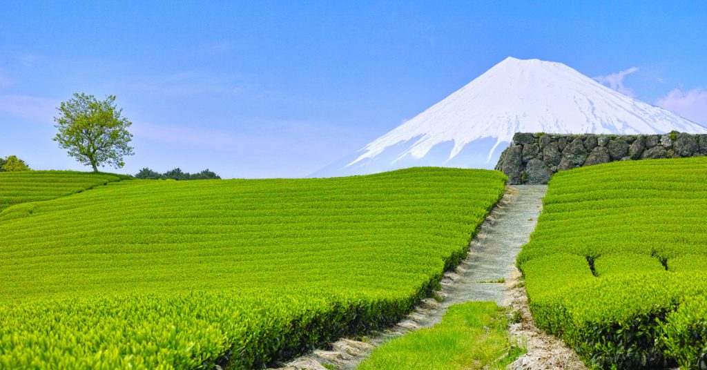 imagen shizouka plantaciones de té monte Fuji Japón