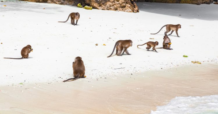 Monos en la orilla de la playa en Tailandia