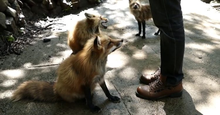Zorros en Santuario en japón 