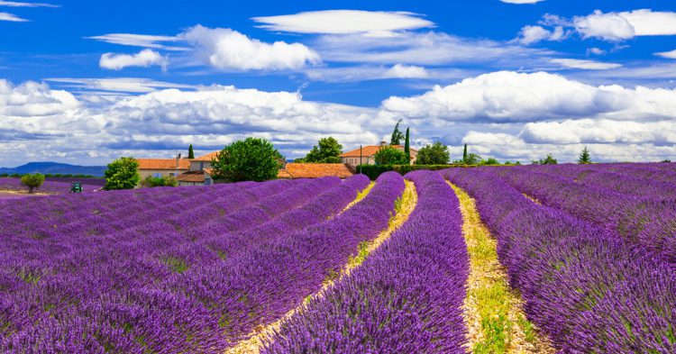 Región francesa La Provenza en primavera