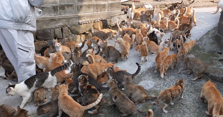 Gatos siendo alimentados en Aoshima
