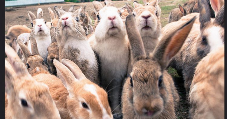 Conejos en verano en Japón