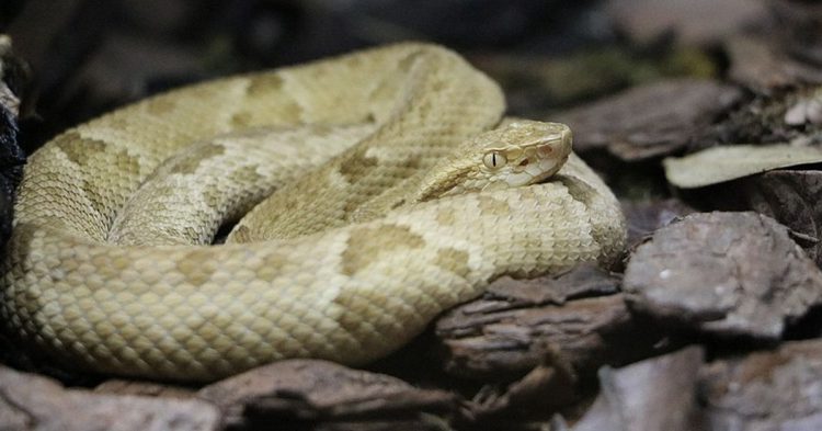 Serpientes mortales en playas paradisiacas