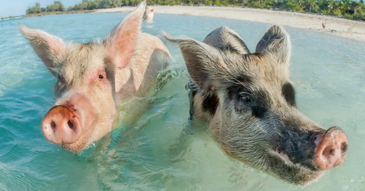 Cerdos bañándose en Bahamas
