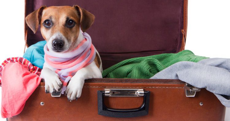 mascota de vacaciones por el caribe