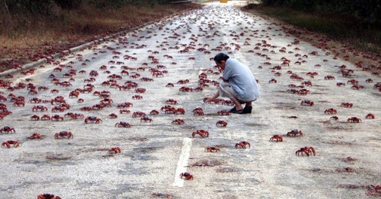 Cangrejos en Australia en verano