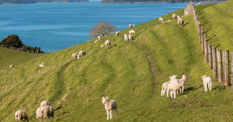 Ovejas en primavera en Nueva zelanda