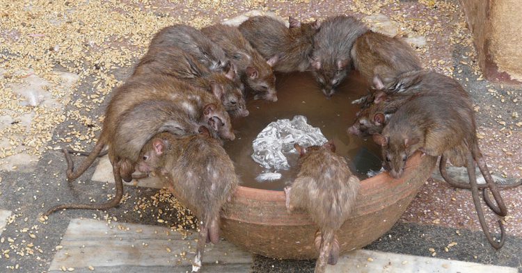 ratas de templo sagrado en la India bebiendo agua