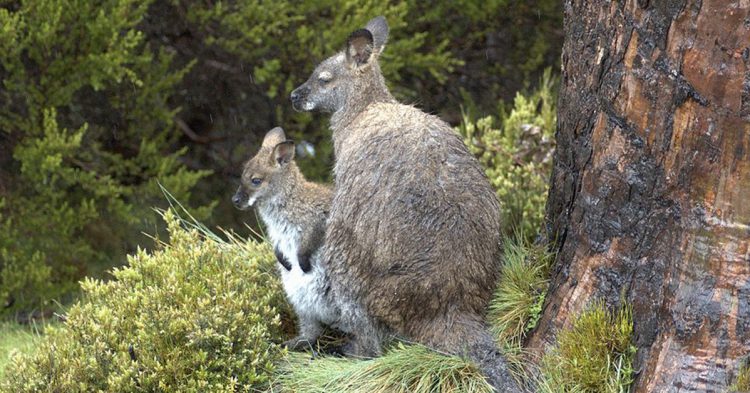 Pareja de ualabís en Irlanda 