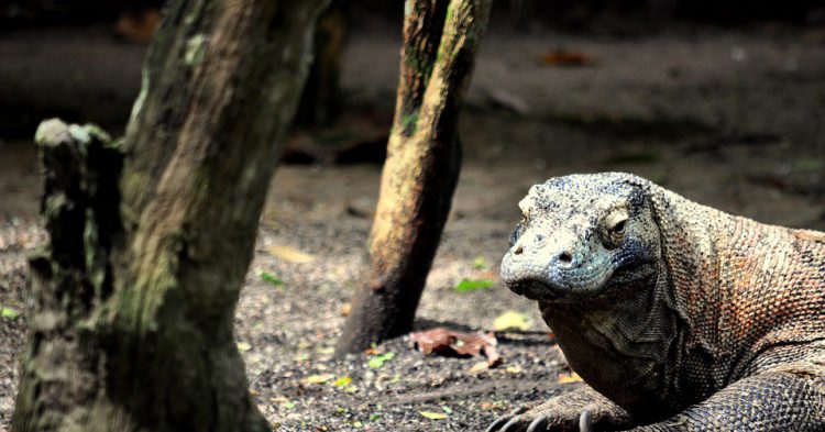 Dragón de Komodo