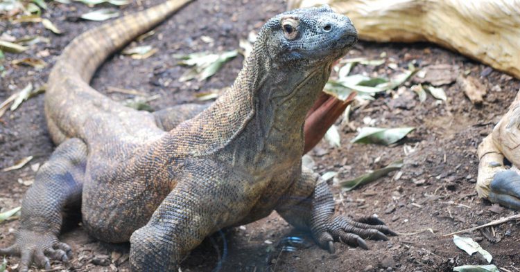 Parque Nacional de Komodo