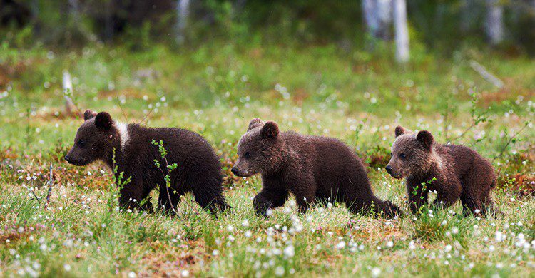 Ositos en la taiga finlandesa. LuCaAr (iStock)