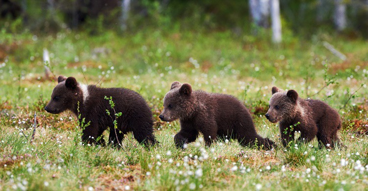 Ositos en la taiga finlandesa. LuCaAr (iStock)