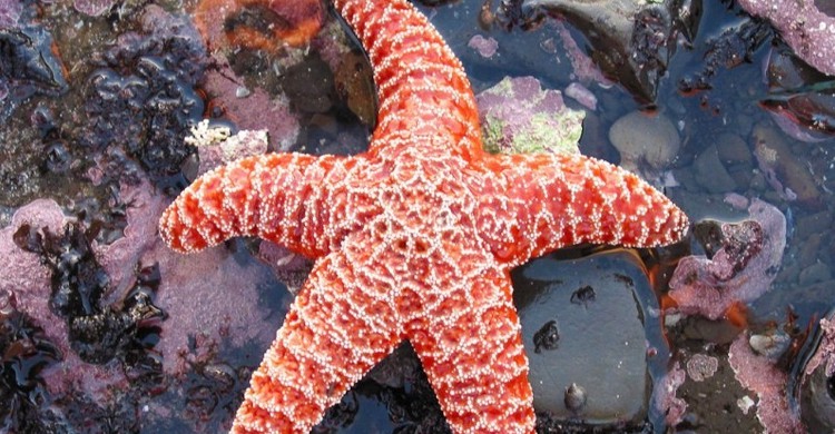 Estrella de mar (Peter Kaminski, Foter)