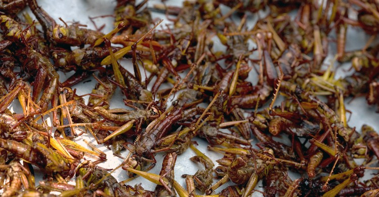 Langostas (Charles Haynes, Foter)