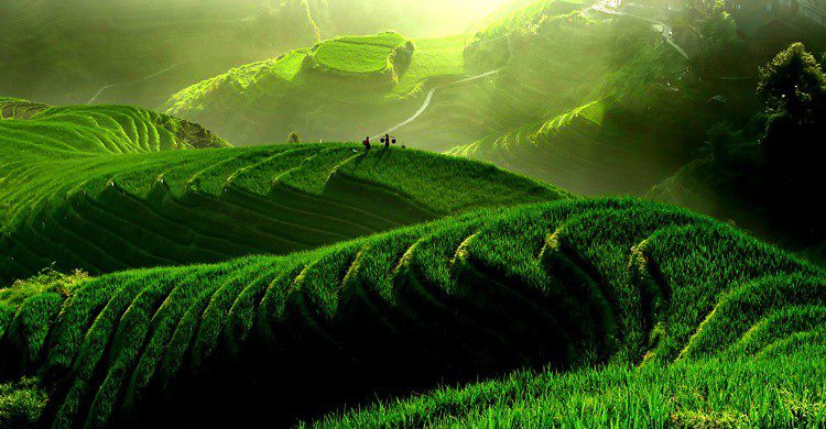 Campo de arroz en China. Shunjian123 (iStock)