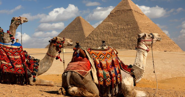 Imagen de unos camellos listos para ser montados.