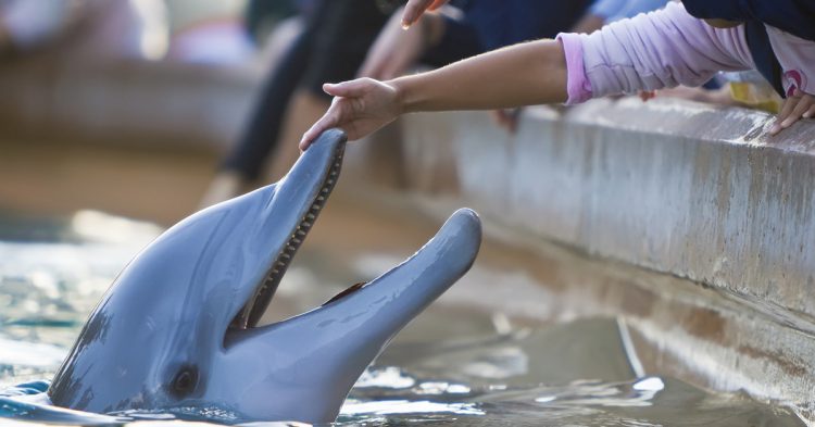 Imagen de unos delfines en un zoo junto a unos niños que los quieren tocar.