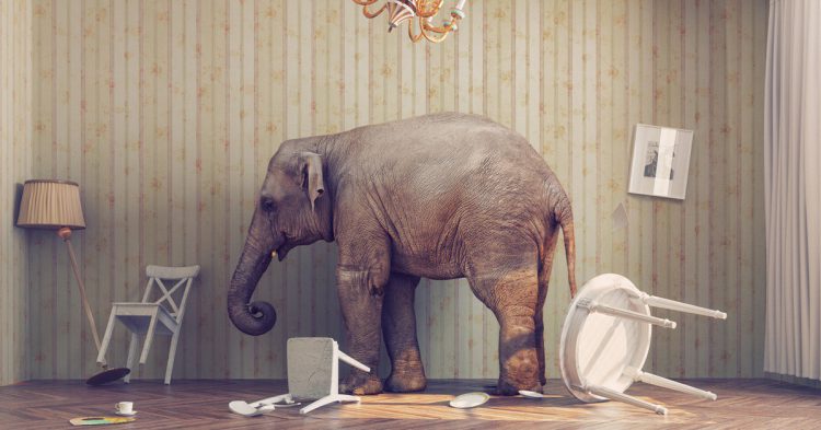 Imagen de un elefante en una habitación. Vicnt (iStock)