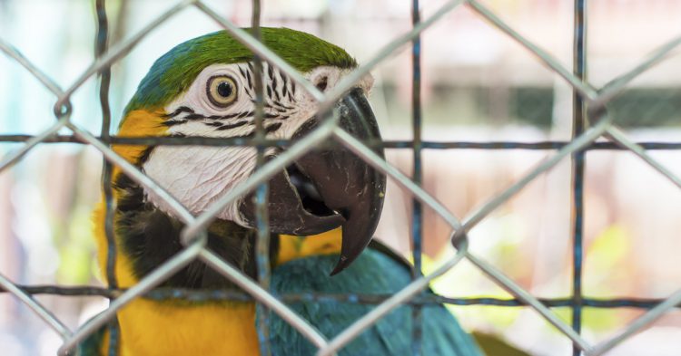 Imagen de un guacamayo enjaulado.