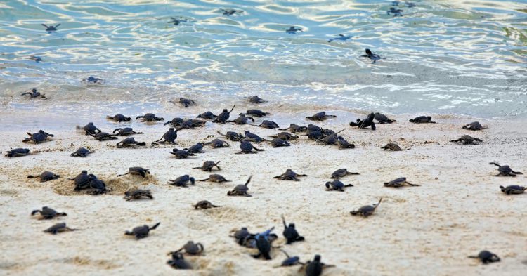 Imagen de decenas de tortugas recién nacidas dirigiéndose al mar. 