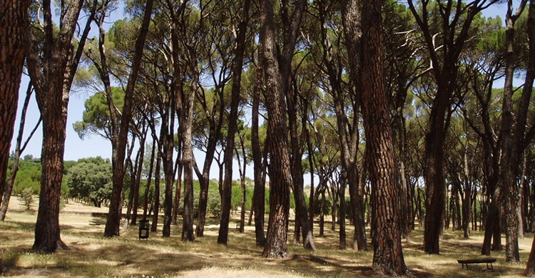 Pinar de Siete Hermanas (Edescas, Wikipedia)