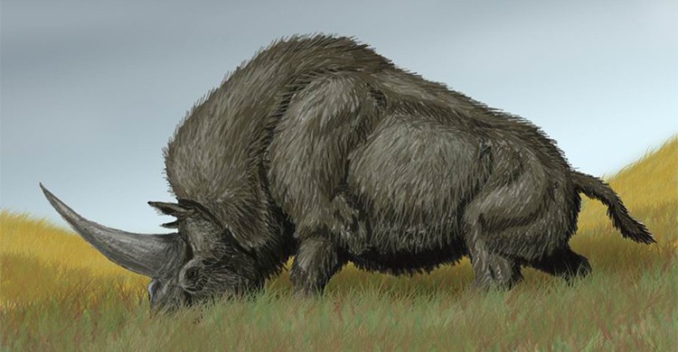 Dibujo del Elasmotherium sibiricum o rinoceronte siberiano