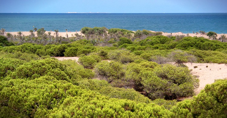 Dunas de Guardamar (Palm z, Wikipedia)