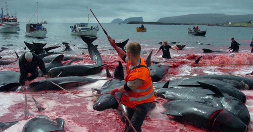 Fotografía de la caza de delfines.