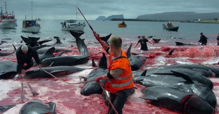 Imagen de la caza de delfines en Dinamarca. 